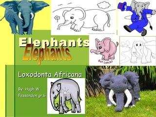 Elephants Loxodonta Africana By: Hugh W Fessenden gr.6 Elephants 