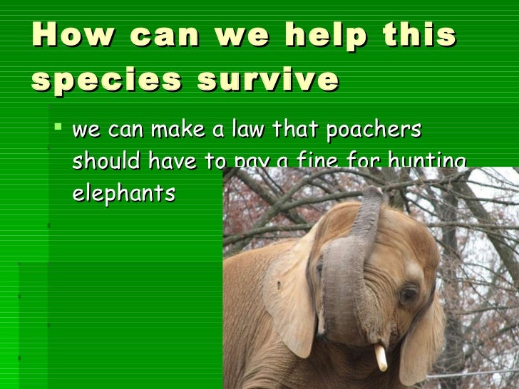 Hugh workman elephants