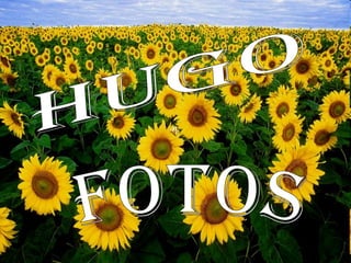 Hugo Fotos  