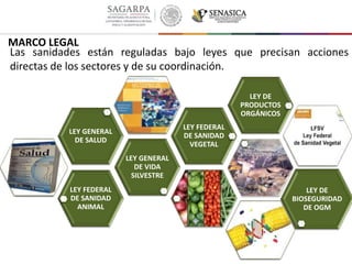 LEY FEDERAL
DE SANIDAD
ANIMAL
LEY GENERAL
DE VIDA
SILVESTRE
LEY GENERAL
DE SALUD
LEY FEDERAL
DE SANIDAD
VEGETAL
LEY DE
PRODUCTOS
ORGÁNICOS
LEY DE
BIOSEGURIDAD
DE OGM
MARCO LEGAL
Las sanidades están reguladas bajo leyes que precisan acciones
directas de los sectores y de su coordinación.
 