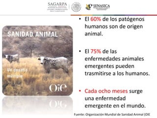 Fuente: Organización Mundial de Sanidad Animal (OIE)
• El 60% de los patógenos
humanos son de origen
animal.
• El 75% de las
enfermedades animales
emergentes pueden
trasmitirse a los humanos.
• Cada ocho meses surge
una enfermedad
emergente en el mundo.
 