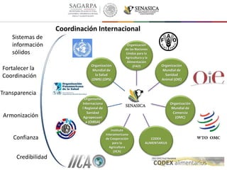 Organización
de las Naciones
Unidas para la
Agricultura y la
Alimentación
(FAO) Organización
Mundial de
Sanidad
Animal (OIE)
Organización
Mundial de
Comercio
(OMC)
CODEX
ALIMENTARIUS
Instituto
Interamericano
de Cooperación
para la
Agricultura
(IICA)
Organismo
Internaciona
l Regional de
Sanidad
Agropecuari
a (OIRSA)
Organización
Mundial de
la Salud
(OMS) (OPS)
Coordinación Internacional
Confianza
Credibilidad
Transparencia
Sistemas de
información
sólidos
Fortalecer la
Coordinación
Armonización
 