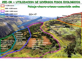 ZEE-OR = UTILIZACION DE DIVERSOS PISOS ECOLOGICOS
                                     Paisaje+chacra+crianza+cosmovisión andina
     > 4,000 msnm

     3800 - 4,000 msnm

     3,600 - 3,800 msnm
     2,800 - 3,600 msnm              CC= >T°
                                                                              Pastos: 35 tipos, papa waña,
     2,500 – 2,800 msnm
                                                                        chacra huerta, cerco viv con ccolle,
                                                                          Chacra huerta (cerco vivo Ccolle)
                                                                        Puquios con riobarbo, aliso, putaja)
                                                                                         Cosecha de agua

                                                              Plantas medicinales
                                                              (muña,orégano, nogal, matico, Tullma)
                                                              Layme de papa (runtus, allqayzuy,
                   Zapallo,                                   pepino), Maíz (chipausara)
                   calabaza,                                             Quinua y kiwicha
                   jahuinca,
                   frijoles, maíz:
                   oje sara,            Layme de papa
Tuna (ccala pinta)
                   chullpi, llipta      Layme maíz: almidon
Frutales (limón,
                   sara-opacao          nativo, chipausara,
durazno, palto,
lúcumo y                                huayllaray
manzano)                                Kiwicha



                                                         Diversidad de pisos ecológicos - Huayana
 