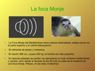 La foca Monje

•

La Foca Monje del Mediterráneo tiene cabeza redondeada, pelaje oscuro en
la parte superior y el vientre blanquecino.

•

Se alimenta de peces y moluscos.

•

El macho 308 cm, y pesa 340 kg, la hembra es más pequeña.

•

En épocas pasadas se podían ver ejemplares en todo el litoral mediterráneo
y canario, pero desde la decada de los 90 solo se sabe de la existecia de
una foca monje, Peluso, en las islas Chafarinas.

 