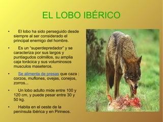 EL LOBO IBÉRICO
•

El lobo ha sido perseguido desde
siempre al ser considerado el
principal enemigo del hombre.

•

Es un “superdepredador” y se
caracteriza por sus largos y
puntiagudos colmillos, su amplia
caja torácica y sus voluminosos
musculos maseteros.

•

Se alimenta de presas que caza :
corzos, muflones, ovejas, conejos,
zorros...

•

Un lobo adulto mide entre 100 y
120 cm, y puede pesar entre 30 y
50 kg.

•

Habita en el oeste de la
península ibérica y en Pirineos.

 