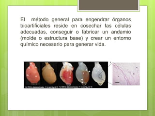 El método general para engendrar órganos
bioartificiales reside en cosechar las células
adecuadas, conseguir o fabricar un andamio
(molde o estructura base) y crear un entorno
químico necesario para generar vida.
 