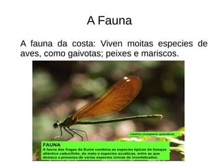 A Fauna
A fauna da costa: Viven moitas especies de
aves, como gaivotas; peixes e mariscos.
 