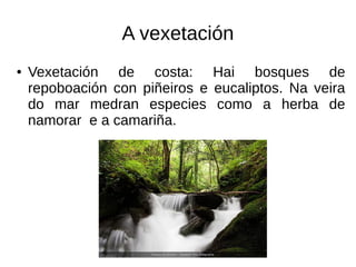 A vexetación
● Vexetación de costa: Hai bosques de
repoboación con piñeiros e eucaliptos. Na veira
do mar medran especies como a herba de
namorar e a camariña.
 