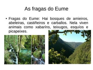 As fragas do Eume
● Fragas do Eume: Hai bosques de amieiros,
abeleiras, castiñeiros e carballos. Nela viven
animais como xabaríns, teixugos, esquíos e
picapeixes.
 