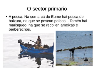 O sector primario
● A pesca: Na comarca do Eume hai pesca de
baixura, na que se pescan polbos... Tamén hai
marisqueo, na que se recollen ameixas e
berberechos.
 