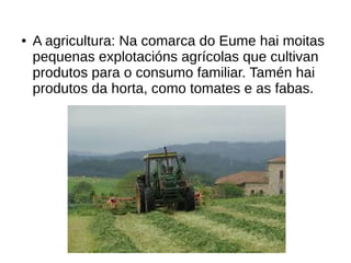 ● A agricultura: Na comarca do Eume hai moitas
pequenas explotacións agrícolas que cultivan
produtos para o consumo familiar. Tamén hai
produtos da horta, como tomates e as fabas.
 