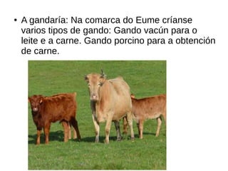 ● A gandaría: Na comarca do Eume críanse
varios tipos de gando: Gando vacún para o
leite e a carne. Gando porcino para a obtención
de carne.
 