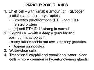 PARATHYROID GLANDS
1. Chief cell – with variable amount of glycogen
particles and secretory droplets
- Secretes parathormone (PTH) and PTH-
related protein
- (+) anti PTH E11* strong in normal
2. Oxyphil cell – with a deeply granular and
eosinophilic cytoplasm
- many mitochondria but few secretory granules
- Appear as nodules
3. Water-clear cells
4. Transitional oxyphil and transitional water- clear
cells – more common in hyperfunctioning glands
 