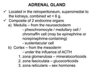 ADRENAL GLAND
 Located in the retroperitoneum, superomedial to
the kidneys, combined wt < 6 g.
 Composite of 2 endocrine organs
a) Medulla – from the neuroectoderm
- pheochromocyte / medullary cell /
chromaffin cell (may be epinephrine or
norepinephrine-containing)
- sustentacular cell
b) Cortex – from the mesoderm
- under the influence of ACTH
1. zona glomerulosa – mineralocorticoids
2. zona fasciculata – glucocorticoids
3. zona reticularis – sex hormones
 