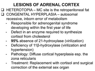 LESIONS OF ADRENAL CORTEX
 HETEROTOPIA – MC site is the retroperitoneal fat
 CONGENITAL HYPERPLASIA – autosomal
recessive, inborn error of metabolism
- Responsible for adrenogenital syndrome
developing within the first year of life
- Defect in an enzyme required to synthesize
cortisol from cholesterol
- 95% absence of 21-hydroxylase (virilization)
- Deficiency of 11β-hydroxylase (virilization and
hypertension)
- Pathology: Diffuse cortical hyperplasia esp. the
zona reticularis
- Treatment: Replacement with cortisol and surgical
correction of the external sex organ
 