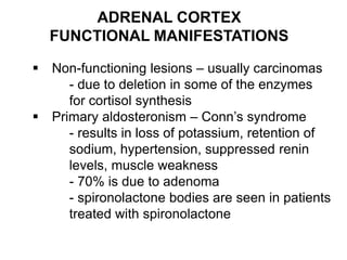 ADRENAL CORTEX
FUNCTIONAL MANIFESTATIONS
 Non-functioning lesions – usually carcinomas
- due to deletion in some of the enzymes
for cortisol synthesis
 Primary aldosteronism – Conn’s syndrome
- results in loss of potassium, retention of
sodium, hypertension, suppressed renin
levels, muscle weakness
- 70% is due to adenoma
- spironolactone bodies are seen in patients
treated with spironolactone
 