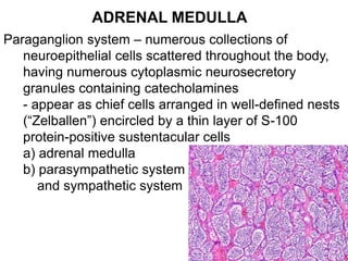 ADRENAL MEDULLA
Paraganglion system – numerous collections of
neuroepithelial cells scattered throughout the body,
having numerous cytoplasmic neurosecretory
granules containing catecholamines
- appear as chief cells arranged in well-defined nests
(“Zelballen”) encircled by a thin layer of S-100
protein-positive sustentacular cells
a) adrenal medulla
b) parasympathetic system
and sympathetic system
 