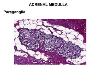 ADRENAL MEDULLA
Paraganglia
 