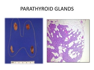 PARATHYROID GLANDS
 