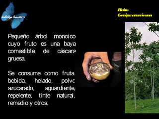 Huito
Genipa am
ericana

Pequeño árbol monoico
cuyo fruto es una baya
comestible de cáscara
gruesa.
 
Se consume como fruta,
bebida, helado, polvo
azucarado,
aguardiente,
repelente, tinte natural,
remedio y otros.

 