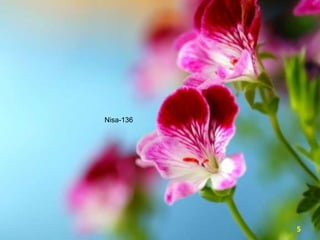 Nisa-136

5

 