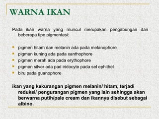 WARNA IKAN
Pada ikan warna yang muncul merupakan pengabungan dari
beberapa tipe pigmentasi:






pigmen hitam dan melanin ada pada melanophore
pigmen kuning ada pada xanthophore
pigmen merah ada pada erythophore
pigmen silver ada pad iridocyte pada sel ephithel
biru pada guanophore

ikan yang kekurangan pigmen melanin/ hitam, terjadi
reduksi/ pengurangan pigmen yang lain sehingga akan
berwarna putih/pale cream dan ikannya disebut sebagai
albino.

 