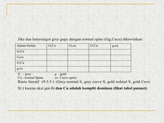 Jika dua heterozigot grey gupy dengan normal spine (Gg,Cucu) dikawinkan:
Jantan-betina

G,Cu

G,cu

G,Cu

g,cu

G,Cu
G,cu
G,Cu
g,cu
G : grey
Cu : normal Spine

g : gold
cu Curve spine

Rasio fenotif (9:3:3:1 (Grey-normal S, grey curve S, gold nolmal S, gold Cuve
S) ) karena aksi gen G dan Cu adalah komplit dominan (lihat tabel punnet).

 