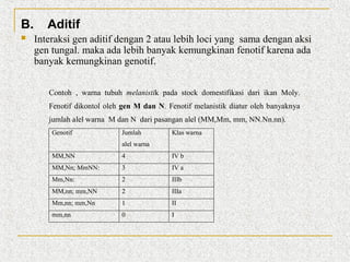 B.


Aditif
Interaksi gen aditif dengan 2 atau lebih loci yang sama dengan aksi
gen tungal. maka ada lebih banyak kemungkinan fenotif karena ada
banyak kemungkinan genotif.
Contoh , warna tubuh melanistik pada stock domestifikasi dari ikan Moly.
Fenotif dikontol oleh gen M dan N. Fenotif melanistik diatur oleh banyaknya
jumlah alel warna M dan N dari pasangan alel (MM,Mm, mm, NN.Nn.nn).
Genotif

Jumlah

Klas warna

alel warna
MM,NN

4

IV b

MM,Nn; MmNN:

3

IV a

Mm,Nn:

2

IIIb

MM,nn; mm,NN

2

IIIa

Mm,nn; mm,Nn

1

II

mm,nn

0

I

 