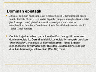 Dominan epistatik


Jika alel dominan pada satu lokus (lokus epistatik), menghasilkan suatu
fenotif tertentu (Khas), Gen kedua dapat berekspresi menghasilkan fenotif
jika locus pertama(epistatik) resesif homozigot. Gen kedua ini
menghasilkan dua fenotif tambahan. Rasio fenotif dominan epistatic F2.
12:3:1 (tabel punnet)



Contoh: kejadian albino pada ikan Goldfish. Yang di kontrol oleh
dominan epistatic. Gen M adalah lokus epistatik mengekspresikan
“dark goldfish”, jika lokus M homozigot (mm), lokus S dapat
menghasilkan pewarnaan “light”(SS dan Ss) dan albino (ss), jika
dua ikan heretozigot dikawinkan (Mm,Ss) maka:

 