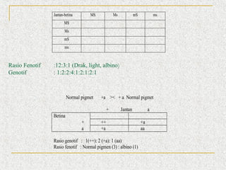 Jantan-betina

MS

Ms

mS

ms

MS
Ms
mS
ms

Rasio Fenotif
Genotif

:12:3:1 (Drak, light, albino)
: 1:2:2:4:1:2:1:2:1

Normal pigmet

+a >< + a Normal pigmet
+

Jantan

a

Betina
+
a

++
+a

Rasio genotif : 1(++): 2 (+a): 1 (aa)
Rasio fenotif : Normal pigmen (3) : albino (1)

+a
aa

 