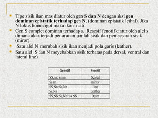 






Tipe sisik ikan mas diatur oleh gen S dan N dengan aksi gen
dominan epistatik terhadap gen N, (dominan epistatik lethal). Jika
N lokus homozigot maka ikan mati.
Gen S complet dominan terhadap s. Resesif fenotif diatur oleh alel s
dimana akan terjadi penurunan jumlah sisik dan pembesaran sisik
(miror).
Satu alel N merubah sisik ikan menjadi pola garis (leather).
Satu alel S dan N meyebabkan sisik terbatas pada dorsal, ventral dan
lateral line)
Genotif
SS,nn: Ss,nn
Ss nn
SS,Nn: Ss,Nn
Ss,Nn
SS,NN:Ss,NN: ss NN

Fenotif
Scaled
mirror
Line
Leather
Death

 