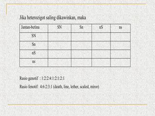 Jika heterozigot saling dikawinkan, maka
Jantan-betina

SN

Sn

SN
Sn
nS
ns
Rasio genotif : 1:2:2:4:1:2:1:2:1
Rasio fenotif: 4:6:2:3:1 (death, line, lether, scaled, miror)

nS

ns

 