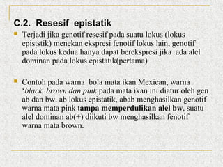 C.2. Resesif epistatik


Terjadi jika genotif resesif pada suatu lokus (lokus
epiststik) menekan ekspresi fenotif lokus lain, genotif
pada lokus kedua hanya dapat berekspresi jika ada alel
dominan pada lokus epistatik(pertama)



Contoh pada warna bola mata ikan Mexican, warna
‘black, brown dan pink pada mata ikan ini diatur oleh gen
ab dan bw. ab lokus epistatik, abab menghasilkan genotif
warna mata pink tampa memperdulikan alel bw, suatu
alel dominan ab(+) diikuti bw menghasilkan fenotif
warna mata brown.

 