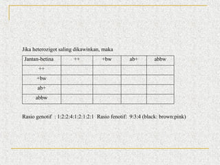 Jika heterozigot saling dikawinkan, maka
Jantan-betina

++

+bw

ab+

abbw

++
+bw
ab+
abbw
Rasio genotif : 1:2:2:4:1:2:1:2:1 Rasio fenotif: 9:3:4 (black: brown:pink)

 
