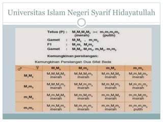 Universitas Islam Negeri Syarif Hidayatullah
 