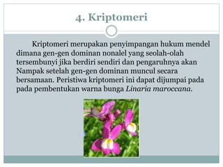 4. Kriptomeri
Kriptomeri merupakan penyimpangan hukum mendel
dimana gen-gen dominan nonalel yang seolah-olah
tersembunyi jika berdiri sendiri dan pengaruhnya akan
Nampak setelah gen-gen dominan muncul secara
bersamaan. Peristiwa kriptomeri ini dapat dijumpai pada
pada pembentukan warna bunga Linaria maroccana.
 