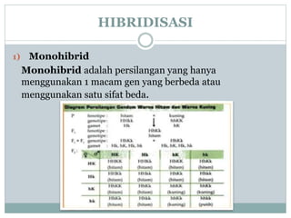 HIBRIDISASI
1) Monohibrid
Monohibrid adalah persilangan yang hanya
menggunakan 1 macam gen yang berbeda atau
menggunakan satu sifat beda.
 