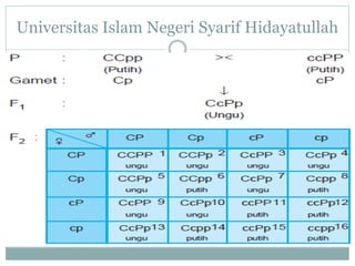 Universitas Islam Negeri Syarif Hidayatullah
 
