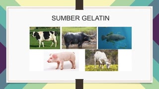 SUMBER GELATIN
 