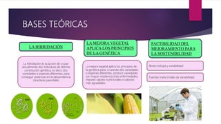BASES TEÓRICAS
LA HIBRIDACIÓN
LA MEJORA VEGETAL
APLICA LOS PRINCIPIOS
DE LA GENÉTICA
FACTIBILIDAD DEL
MEJORAMIENTO PARA
LA SOSTENIBILIDAD
La hibridación es la acción de cruzar
sexualmente dos individuos de distinta
constitución genética, es decir, dos
variedades o especies diferentes, para
conseguir potenciar en la descendencia
caracteres parentales
La mejora vegetal aplica los principios de
la genética para, cruzando dos variedades
o especies diferentes, producir variedades
con mayor resistencia a las enfermedades,
mejores valores nutricionales o sabores
más agradables.
Biotecnología y variabilidad
Fuentes tradicionales de variabilidad,
 
