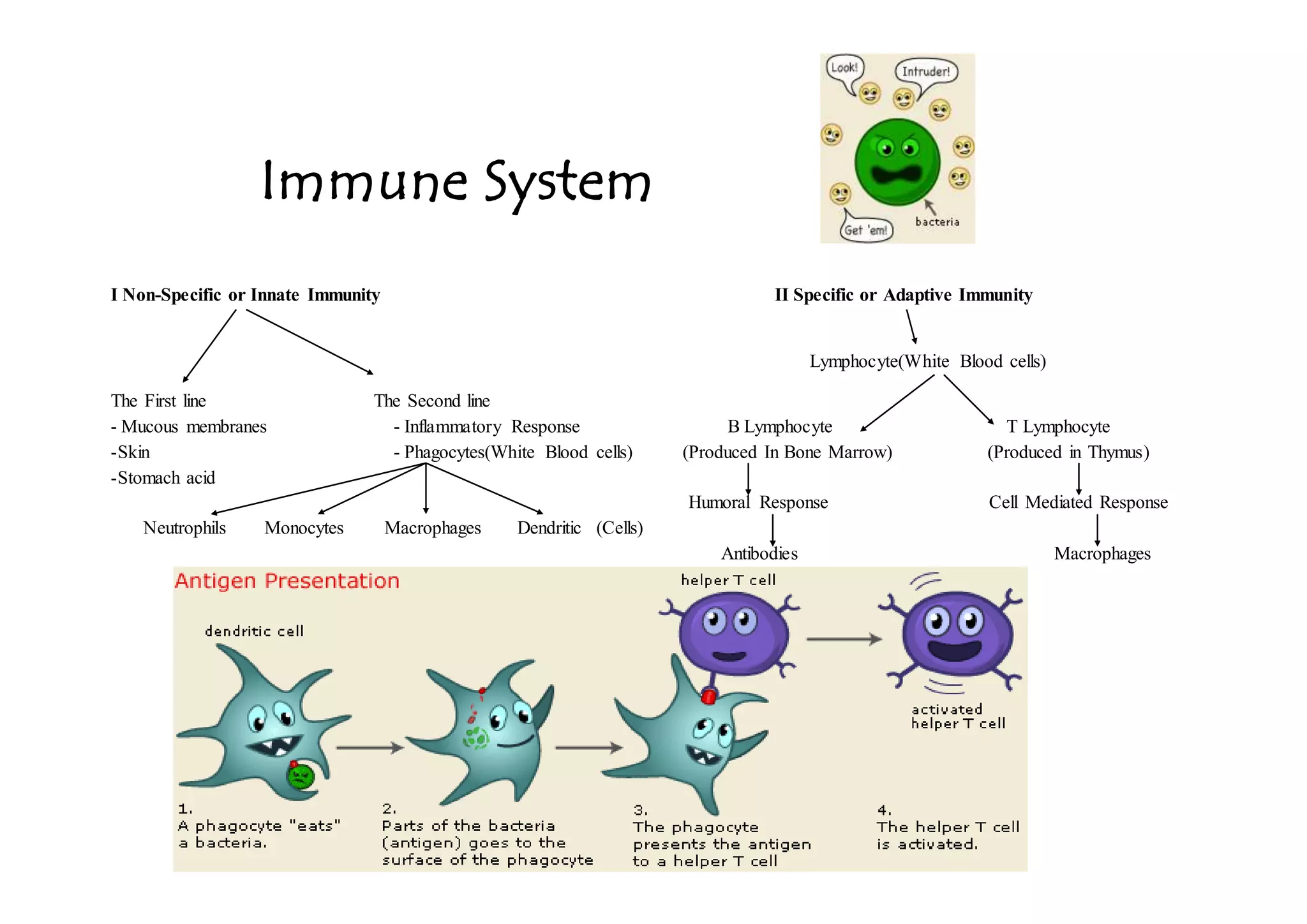 Immune System DOCX
