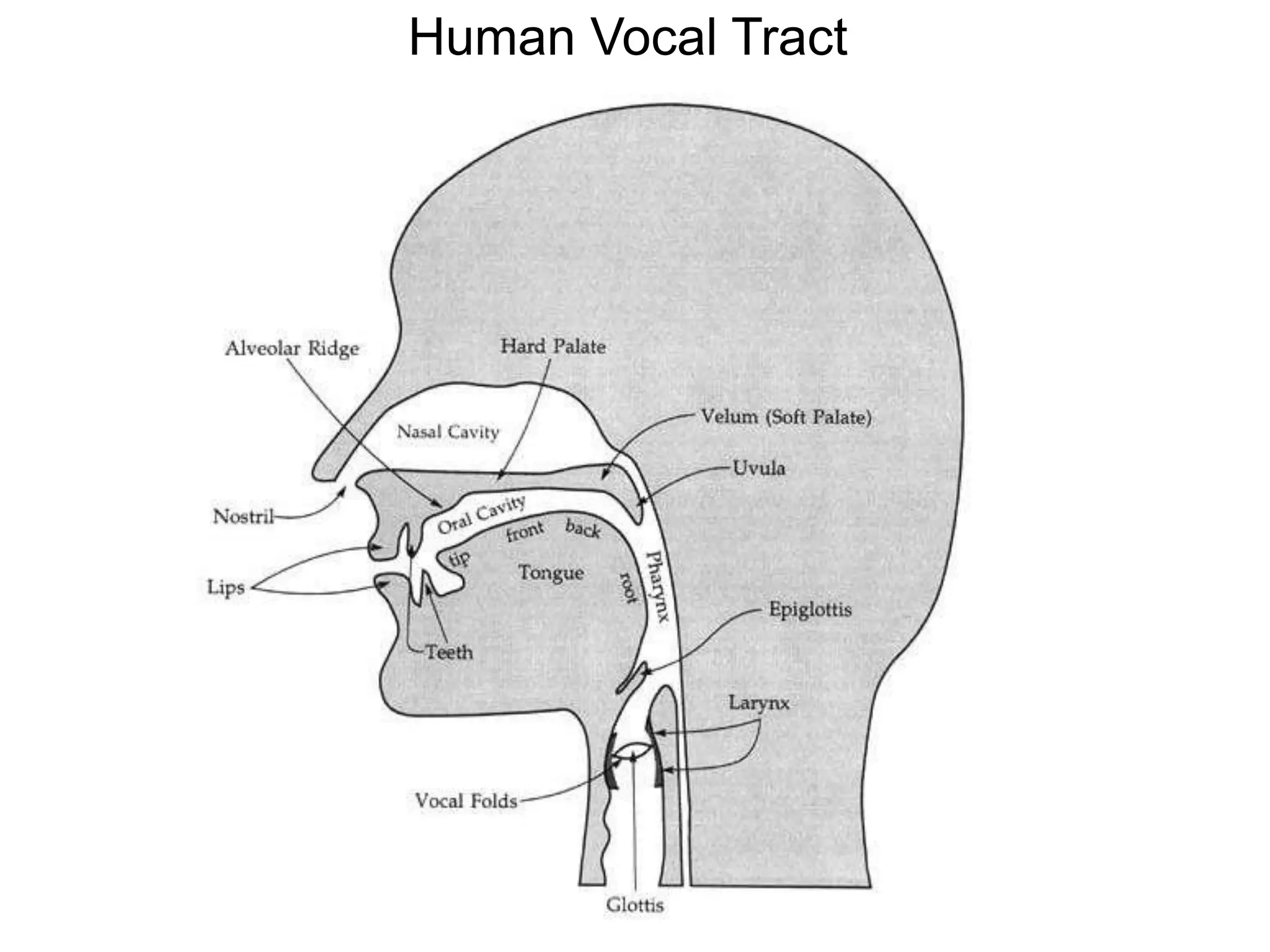 Human Vocal Tract
 