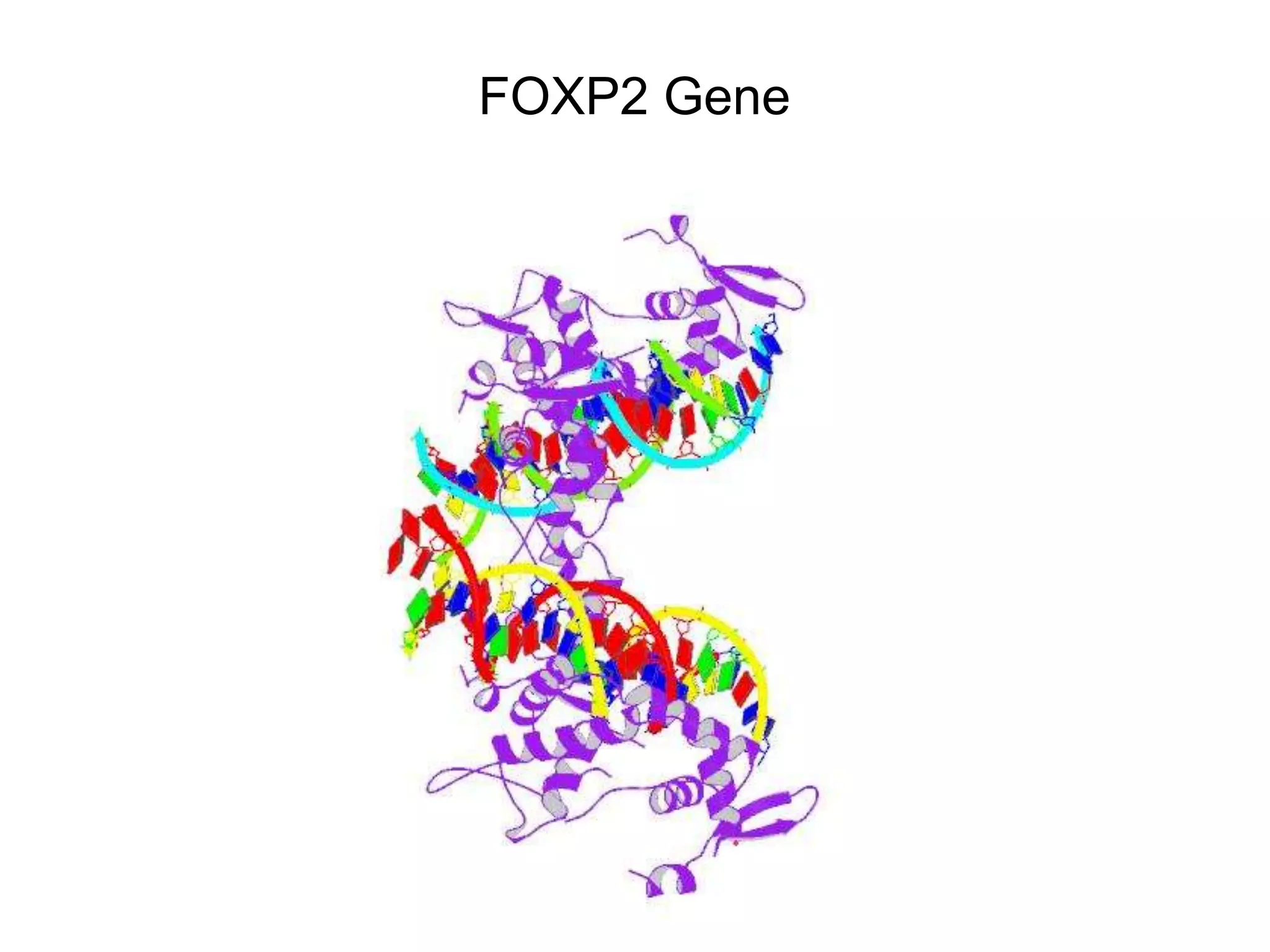 FOXP2 Gene
 
