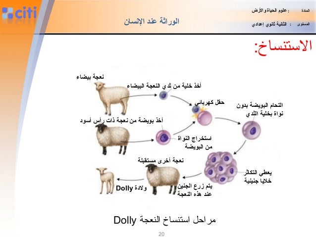 نتيجة بحث الصور عن النعجة دولي