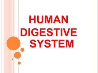 HUMAN
DIGESTIVE
SYSTEM
 