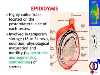  Highly coiled tube
located on the
posterolateral side of
each testes.
 Involved in temporary
storage (18 to 24 hrs.),
nutrition, physiological
maturation and
motility (by peristaltic
and segmenting
contractions) of
sperms.
 