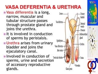  Vasa differentia is a long,
narrow, muscular and
tubular structure passes
through prostate gland and
joins the urethra.
 It is involved in conduction
of sperms by peristalsis.
 Urethra arises from urinary
bladder and joins the
ejaculatory canal.
 Involved in conduction of
sperms, urine and secretion
of accessory reproductive
glands.
 