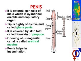  It is external genitalia of
male which is cylindrical,
erectile and copulatory
organ.
 Tip is highly sensitive and
called glans penis.
 It is covered by skin fold
called foreskin or prepuce.
 Opening of urinogenital
canal is called urethral
maetus.
 Penis helps in
insemination.
 