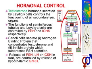  Testosterone hormone secreted
by Leydig,s cells controls the
functioning of all secondary sex
organs.
 The functions of seminiferous
tubules and Leydig,s cells are
controlled by FSH and ICHS
respectively.
 Sertoli cells secrete (i) Androgen
Binding Protein that
concentrates testosterone and
(ii) Inhibin protein which
suppresses FSH secretion.
 Release of FSH, LH or ICSH in
turn, are controlled by release of
hypothalamic GnRH.
 