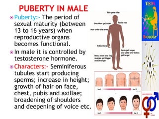  Puberty:- The period of
sexual maturity (between
13 to 16 years) when
reproductive organs
becomes functional.
 In male it is controlled by
testosterone hormone.
 Characters:- Seminiferous
tubules start producing
sperms; increase in height;
growth of hair on face,
chest, pubis and axillae;
broadening of shoulders
and deepening of voice etc.
 